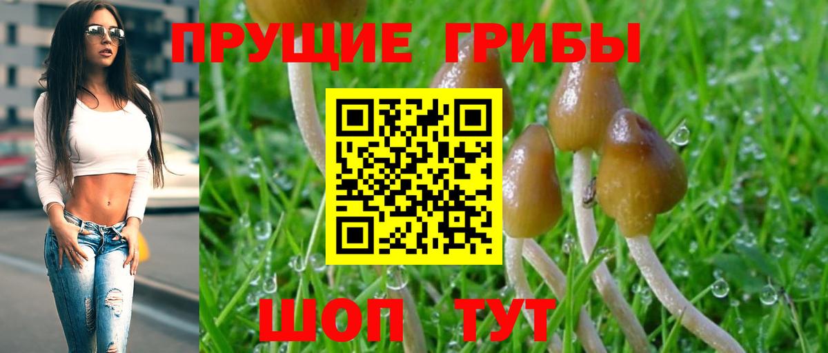 Кострома  Псилоцибиновые грибы Psilocybe  Вход с VPN 